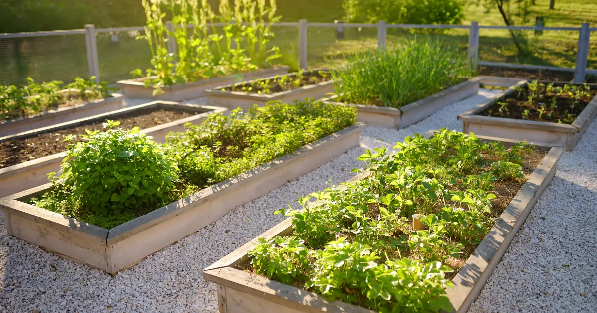 Planter Boxes Cairns